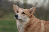 CORGI PEMBROKE 1444